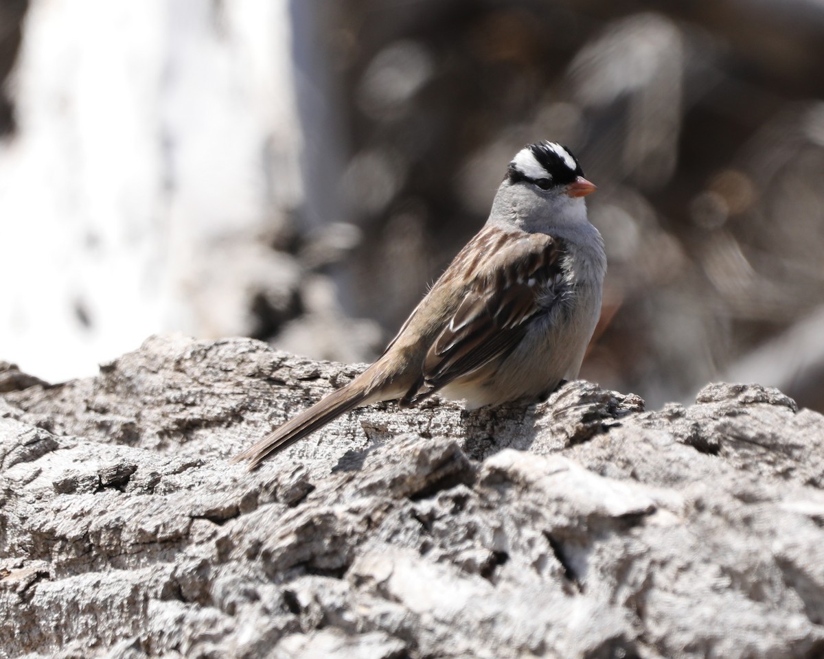 White-crowned Sparrow - Susan Burkhart