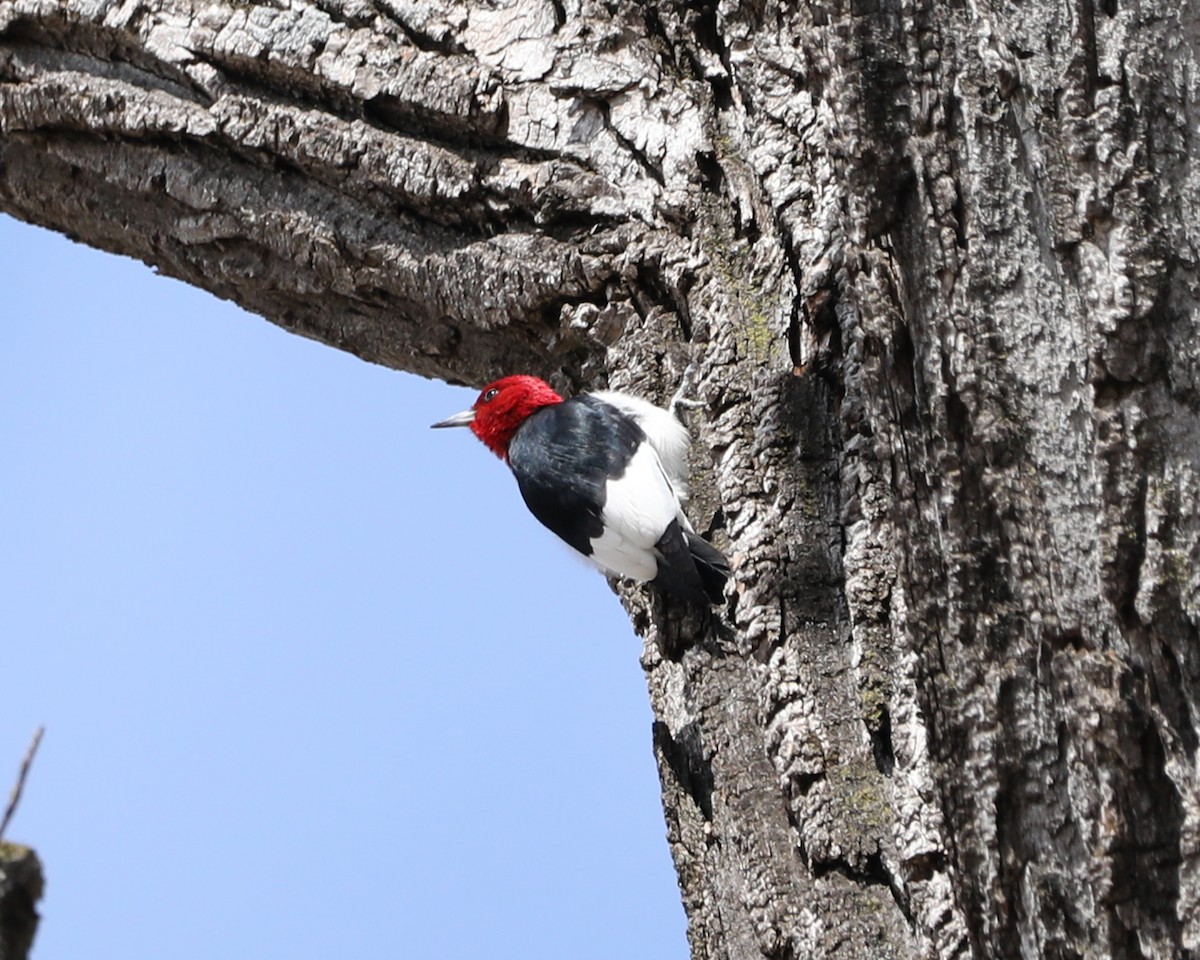 Red-headed Woodpecker - Susan Burkhart