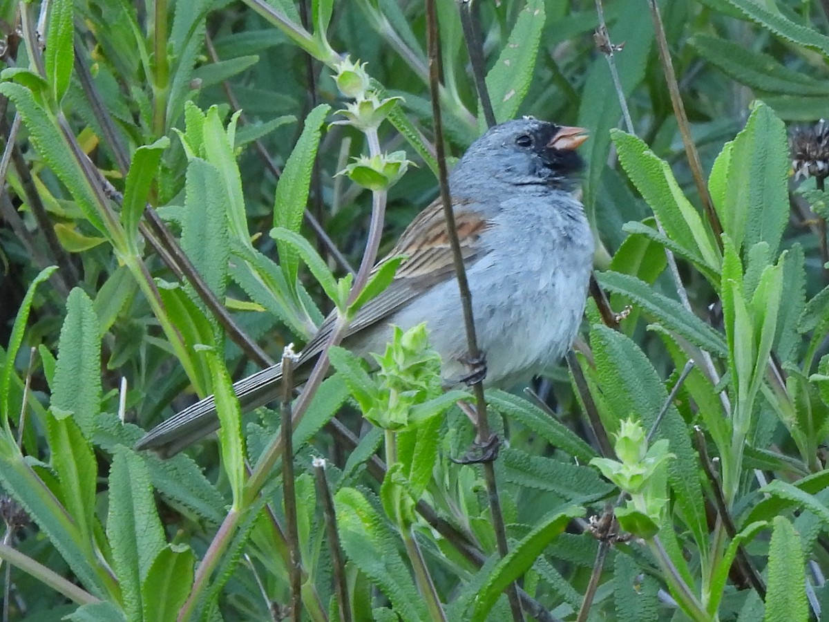 Black-chinned Sparrow - ML617069646