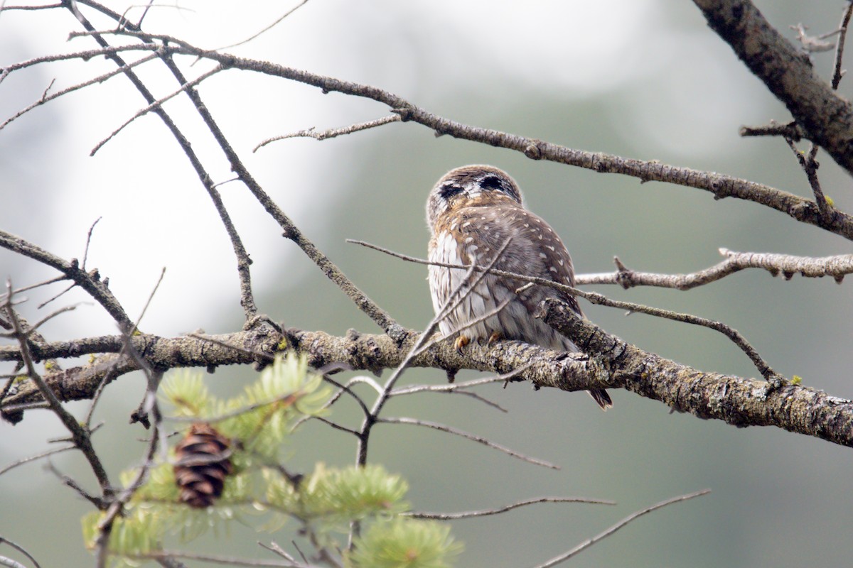 Northern Pygmy-Owl - Randy Dzenkiw