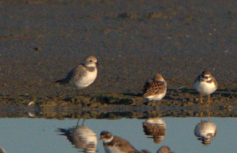 Piping Plover - ML617069713