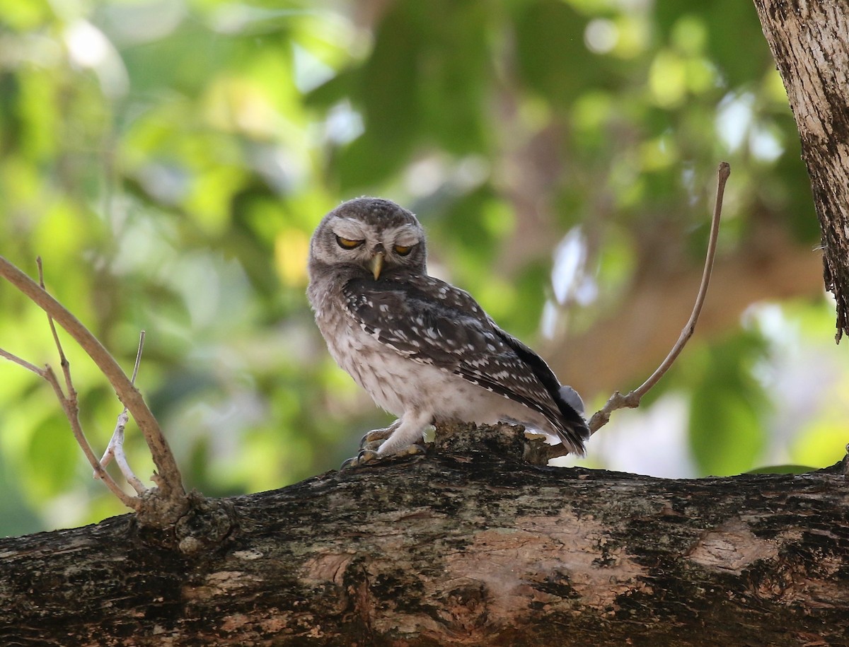 Spotted Owlet - ML617069781