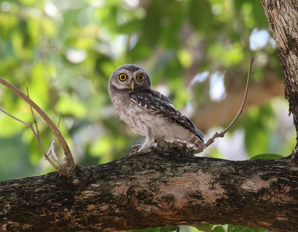 Spotted Owlet - ML617069783