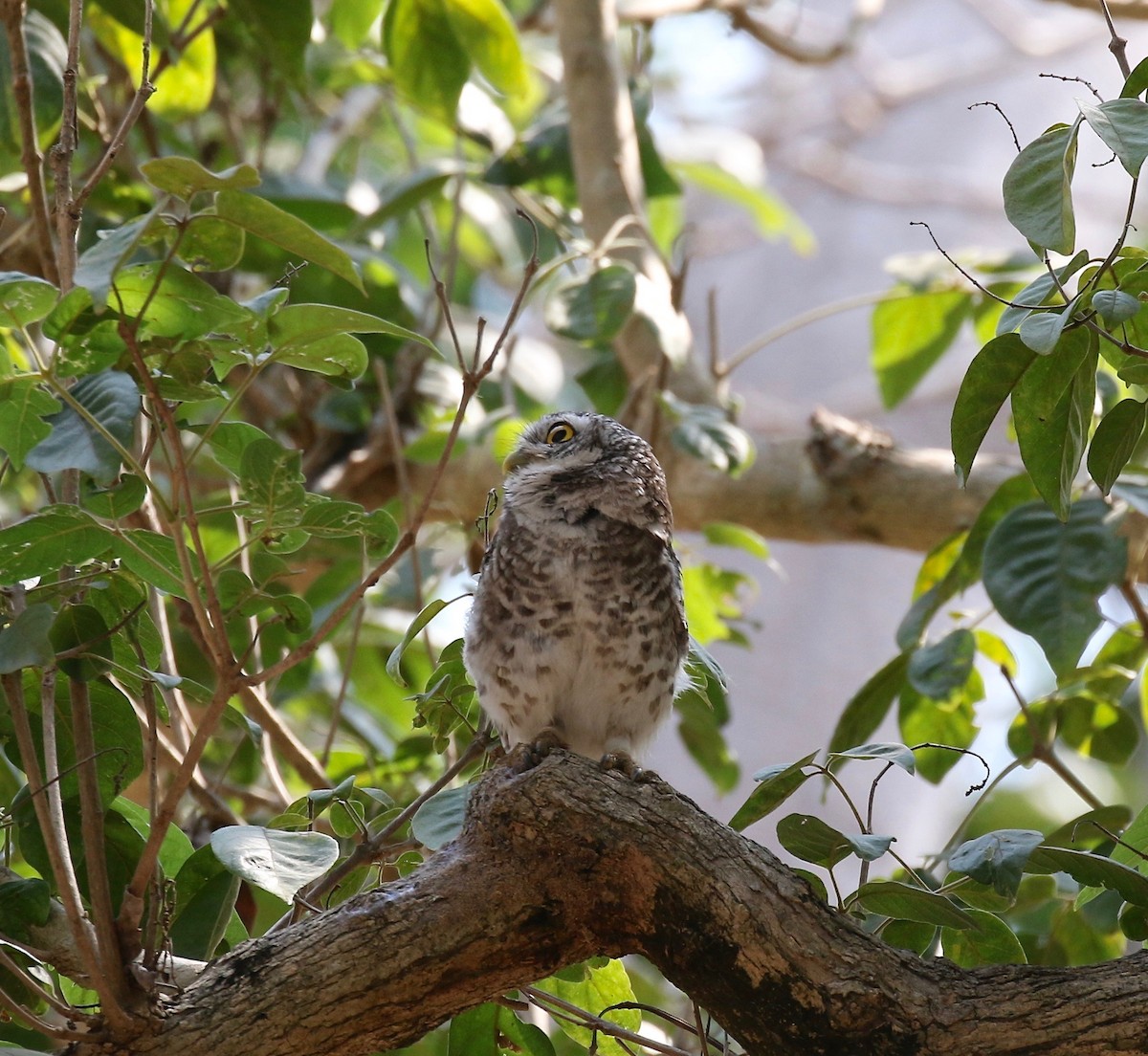 Spotted Owlet - Sandy Vorpahl