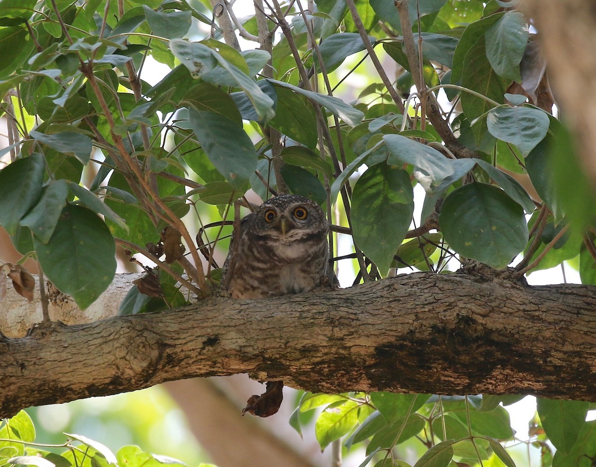 Spotted Owlet - ML617069785