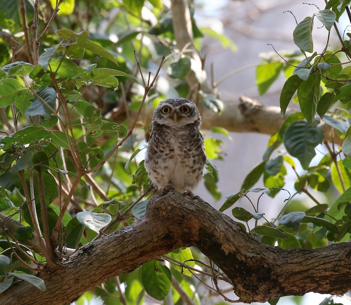 Spotted Owlet - ML617069786