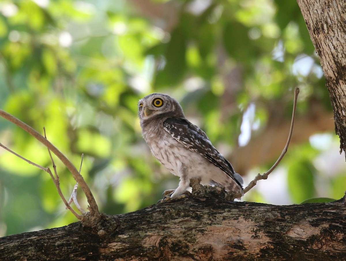 Spotted Owlet - ML617069787
