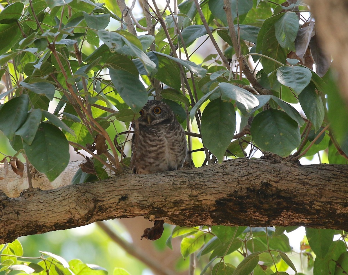Spotted Owlet - ML617069788