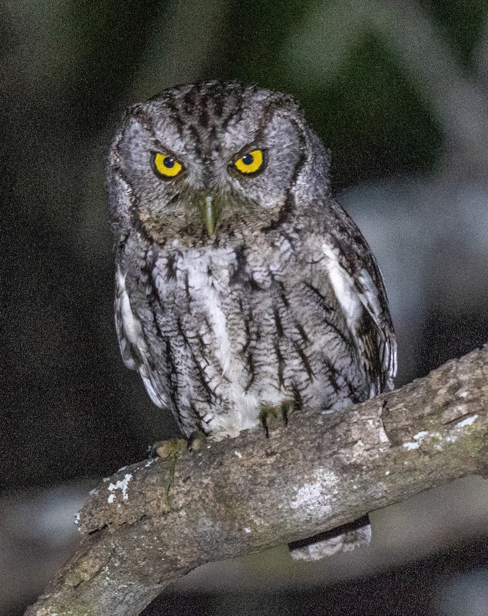 Eastern Screech-Owl (McCall's) - ML617069797