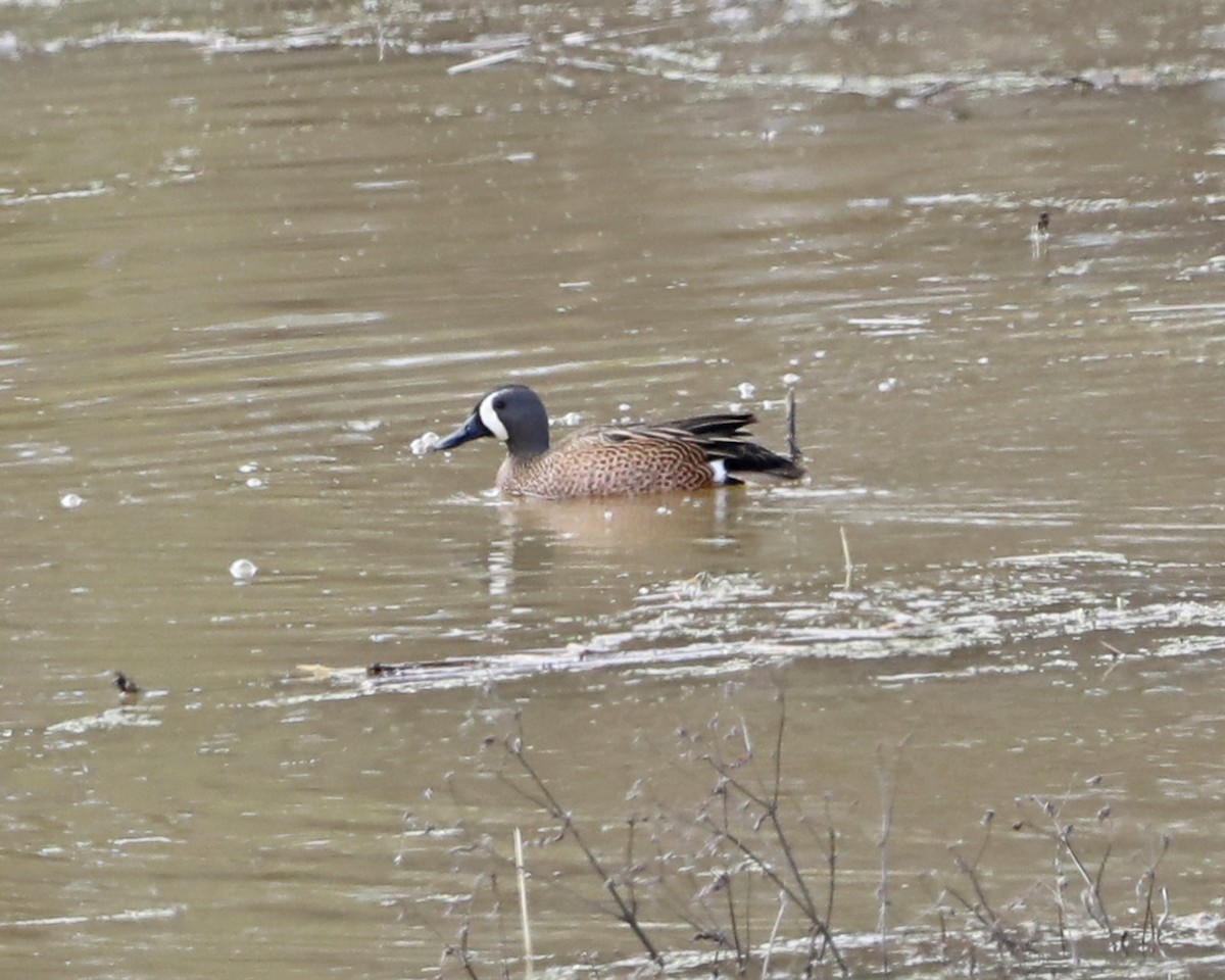 Blue-winged Teal - ML617069944