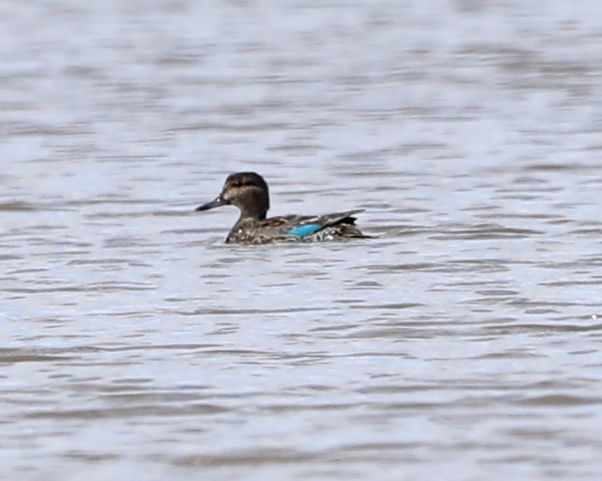 Green-winged Teal - ML617070016