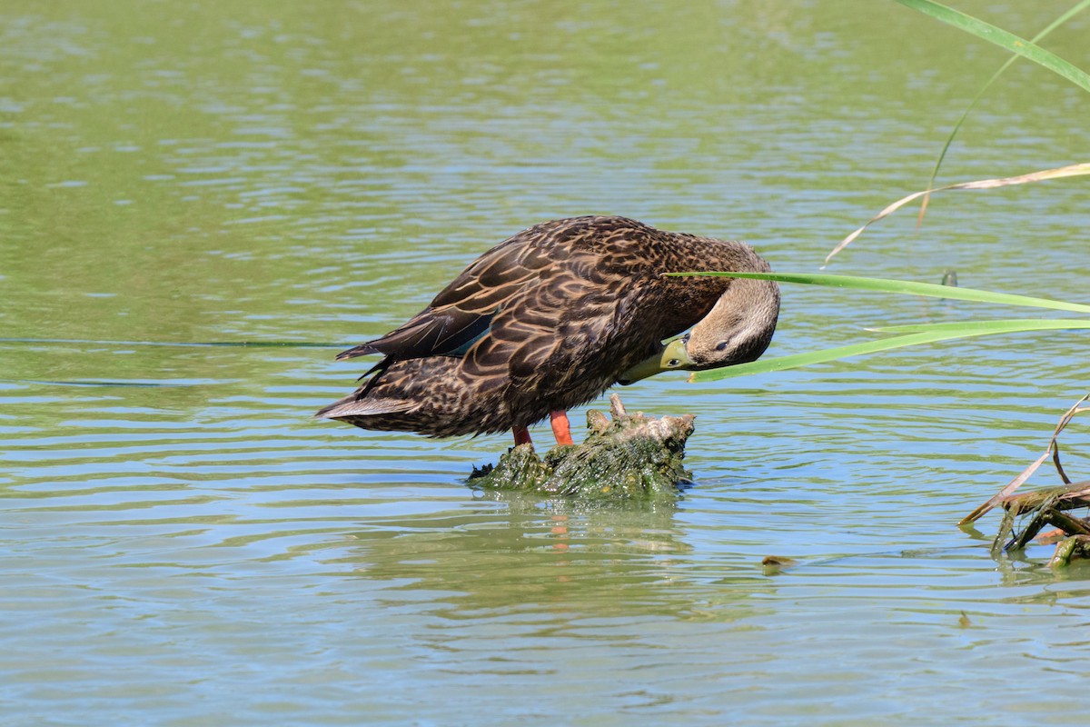 Mottled Duck (Gulf Coast) - ML617070156