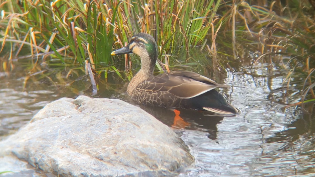 Mallard x Eastern Spot-billed Duck (hybrid) - ML617070269