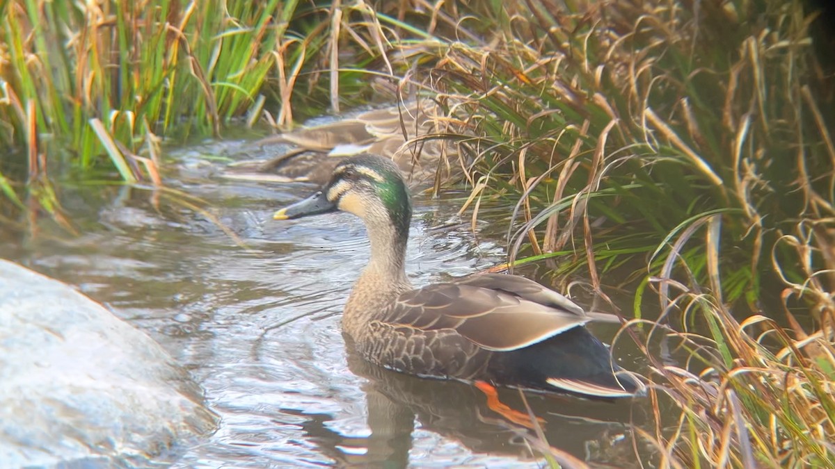 Mallard x Eastern Spot-billed Duck (hybrid) - ML617070270