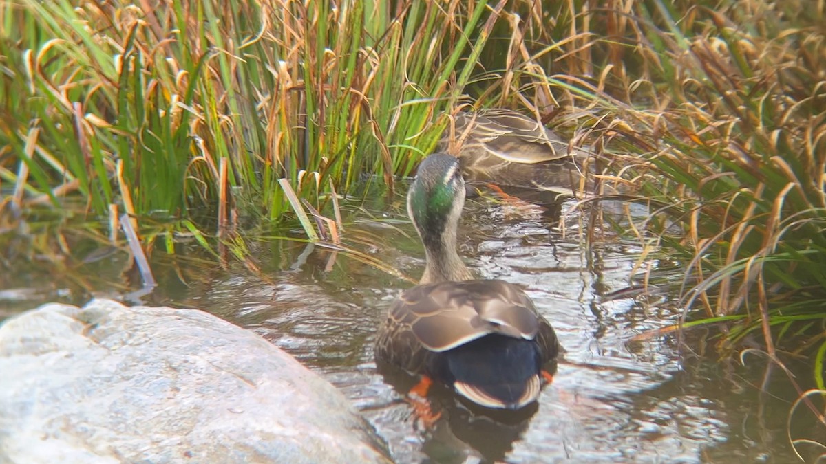 Mallard x Eastern Spot-billed Duck (hybrid) - ML617070272