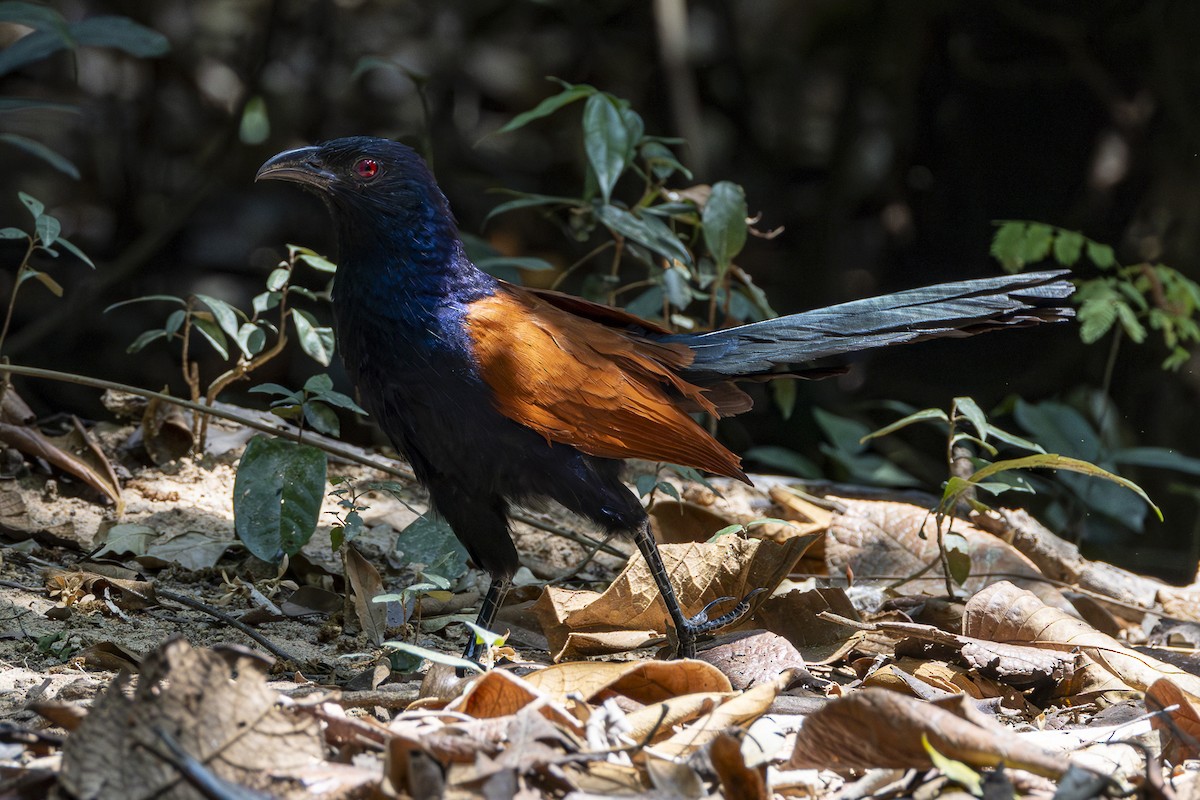 Greater Coucal (Greater) - ML617070316