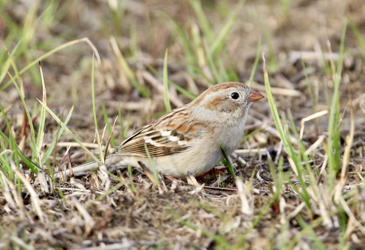 Field Sparrow - ML617070336