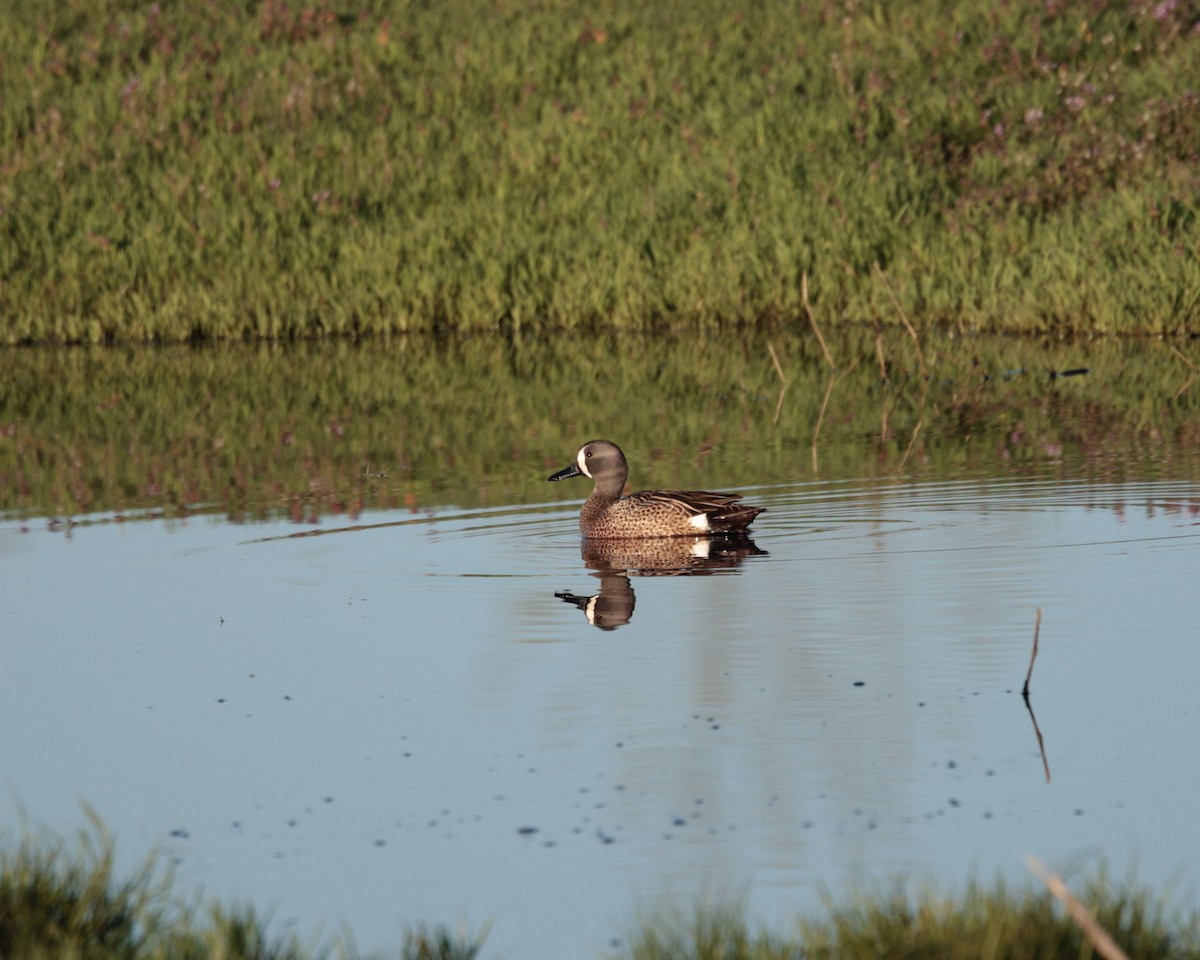 Blue-winged Teal - ML617070340