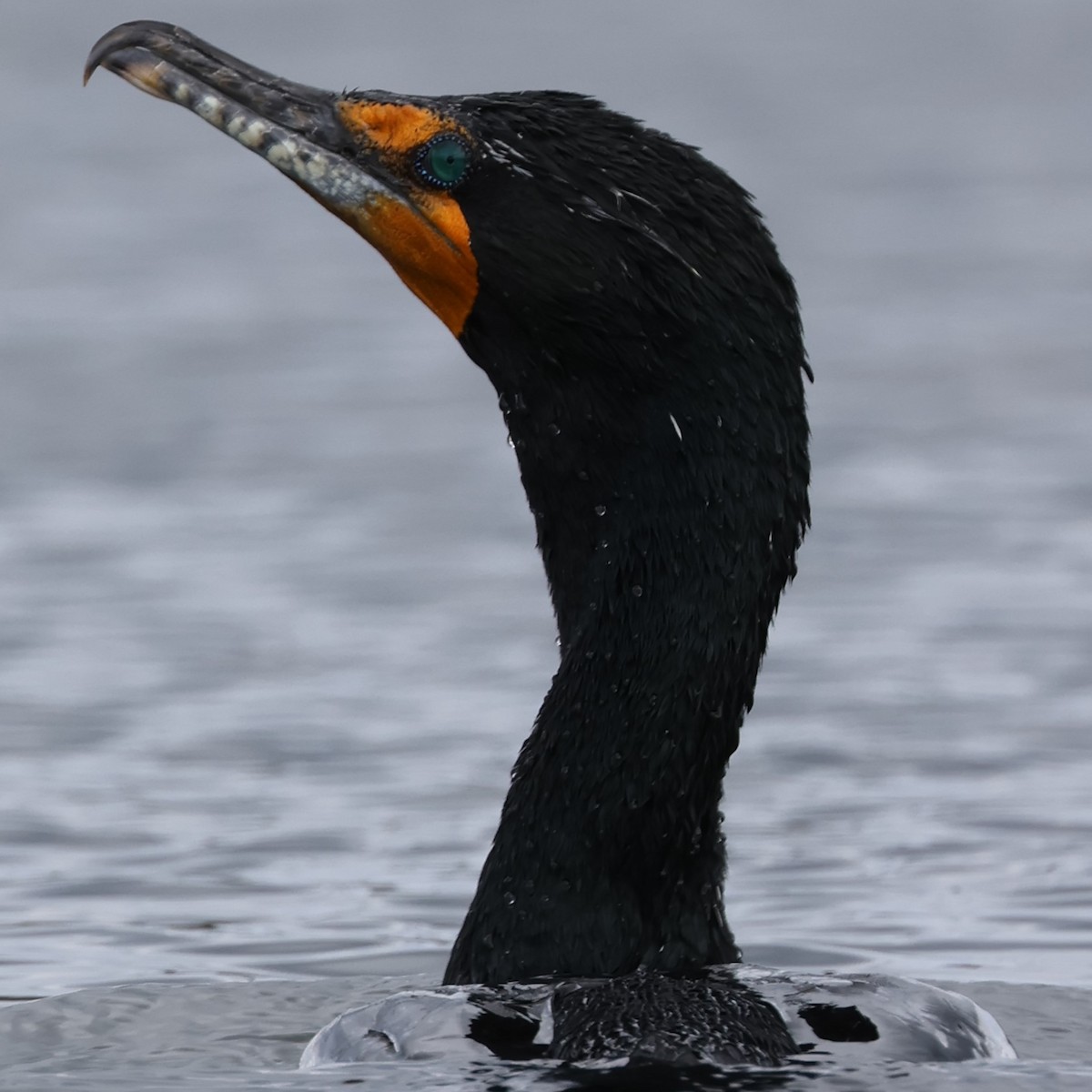Double-crested Cormorant - P Than