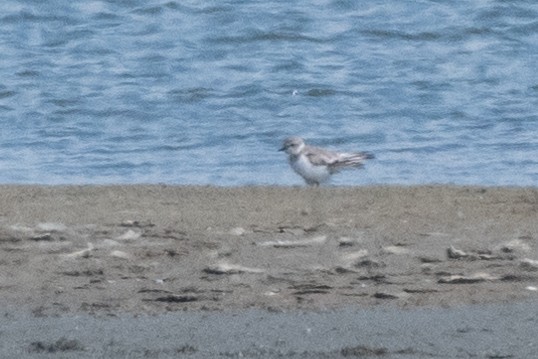 Piping Plover - ML617070431
