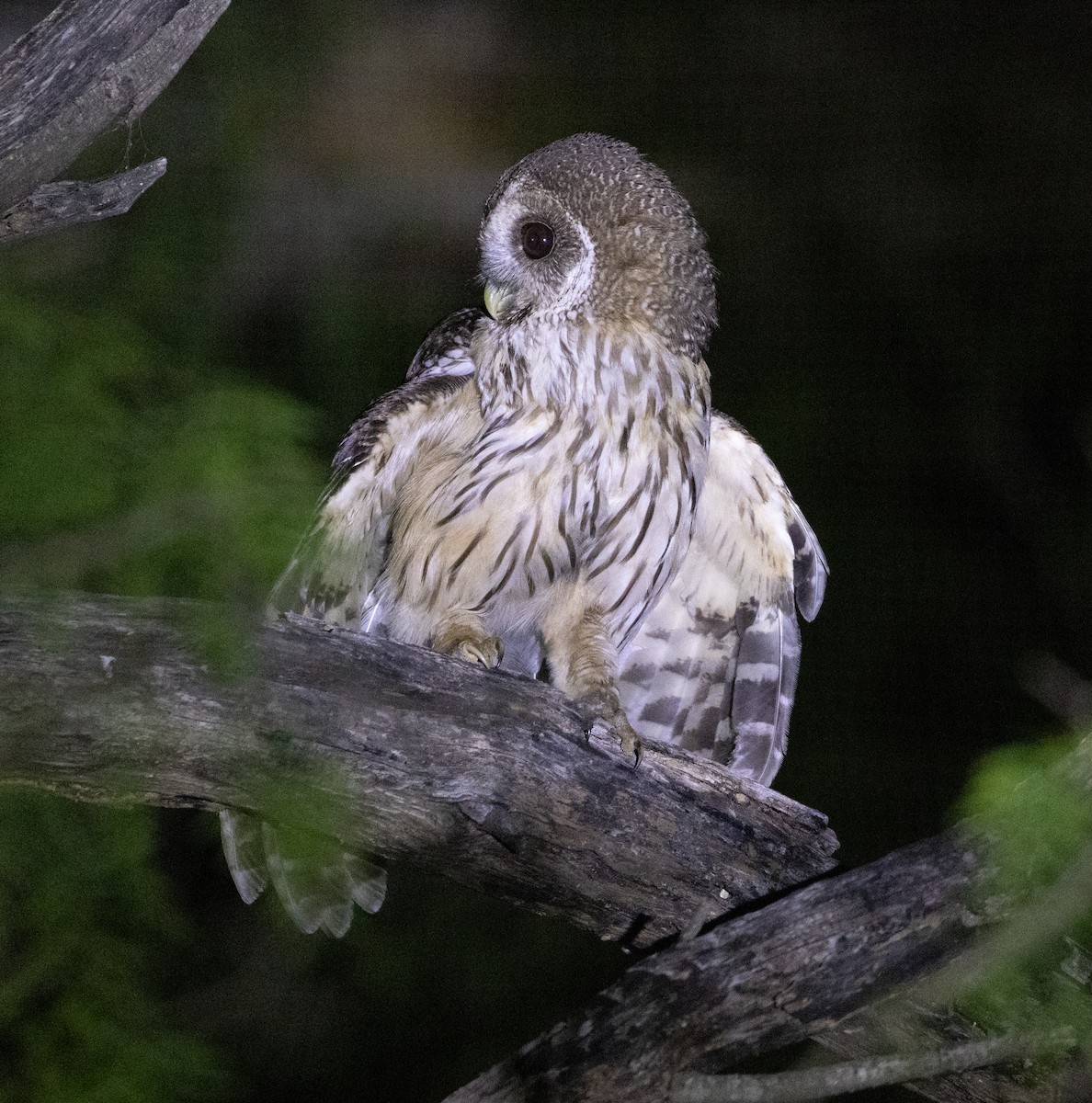 Mottled Owl - ML617070722