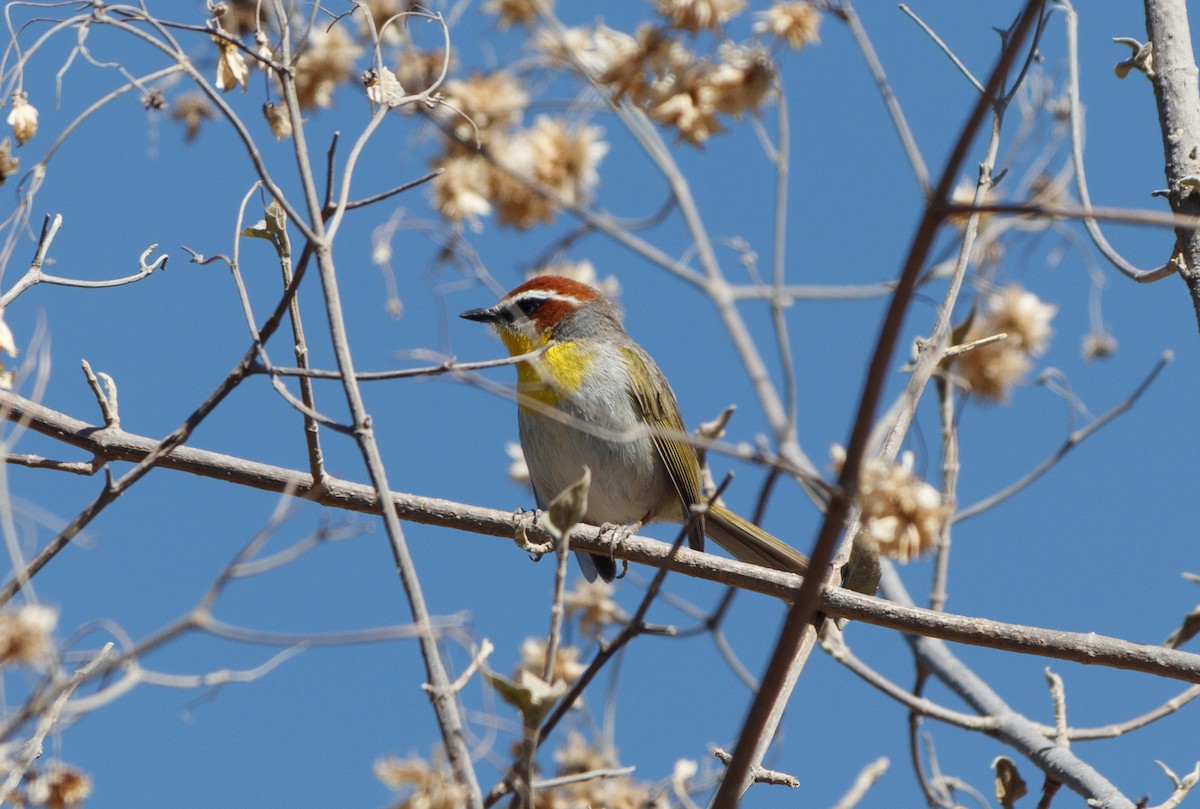 Rufous-capped Warbler - ML617070913