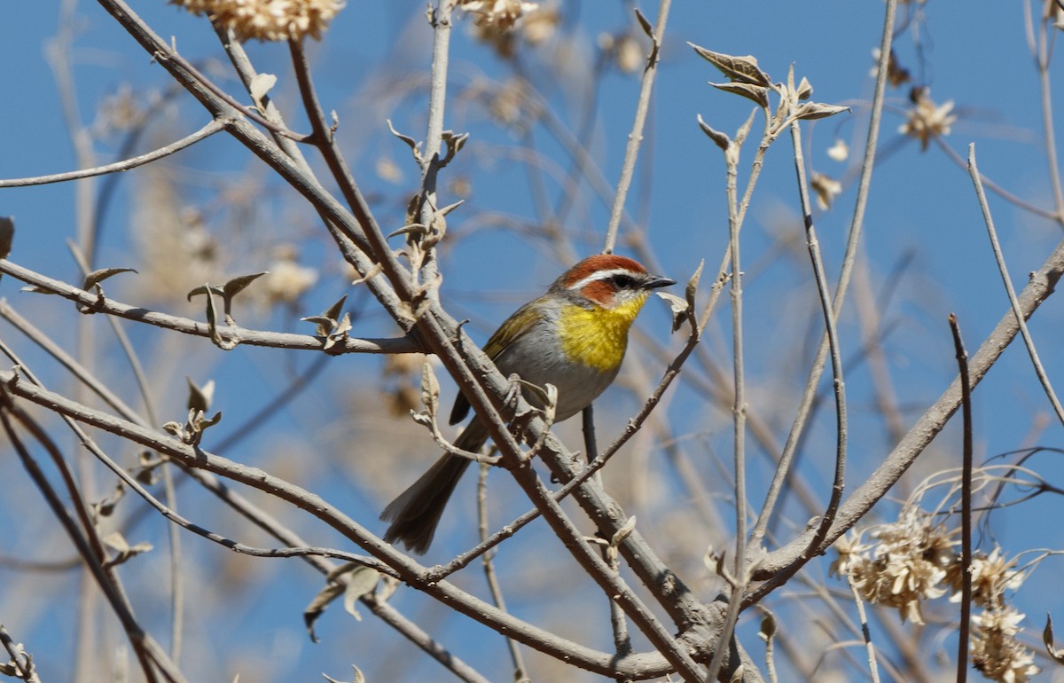Rufous-capped Warbler - ML617070914