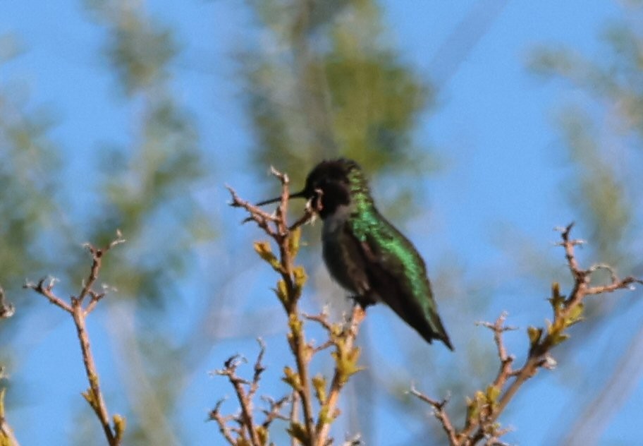 Anna's Hummingbird - ML617070956