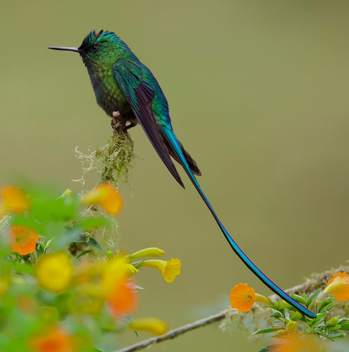 Long-tailed Sylph - ML617071029