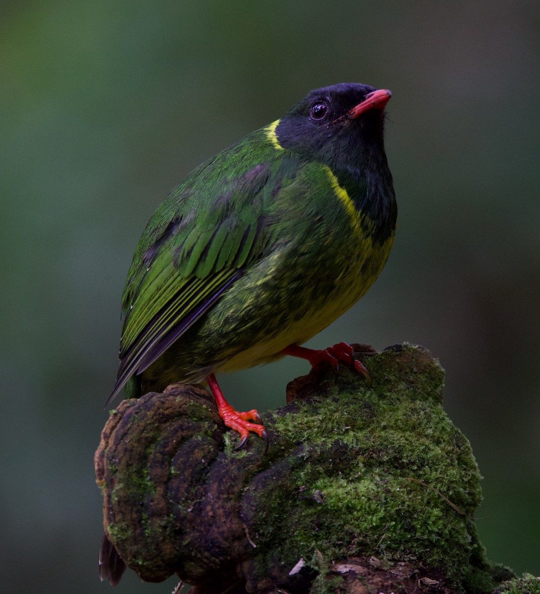 Green-and-black Fruiteater - ML617071056