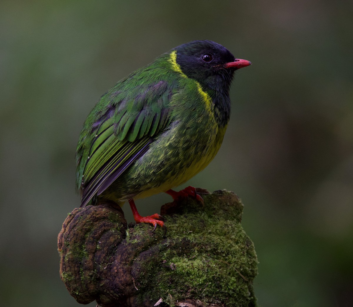 Green-and-black Fruiteater - ML617071058