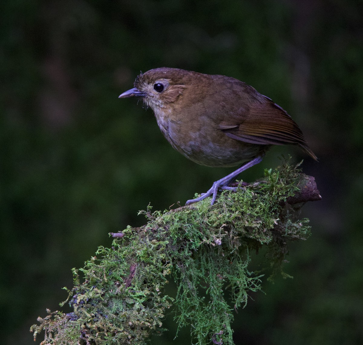 Brown-banded Antpitta - ML617071082