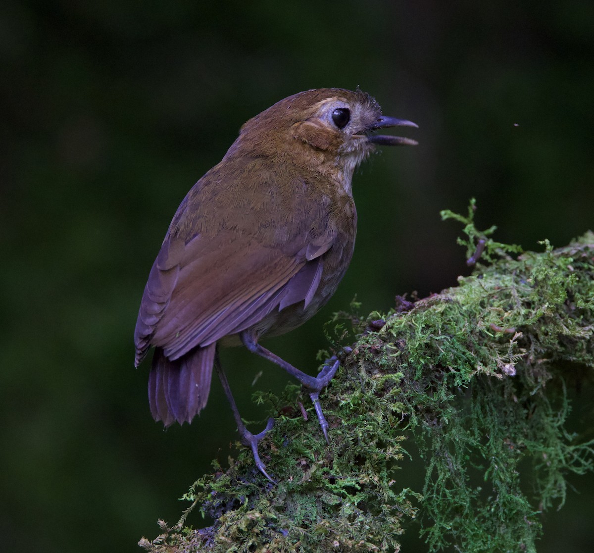 Brown-banded Antpitta - ML617071083