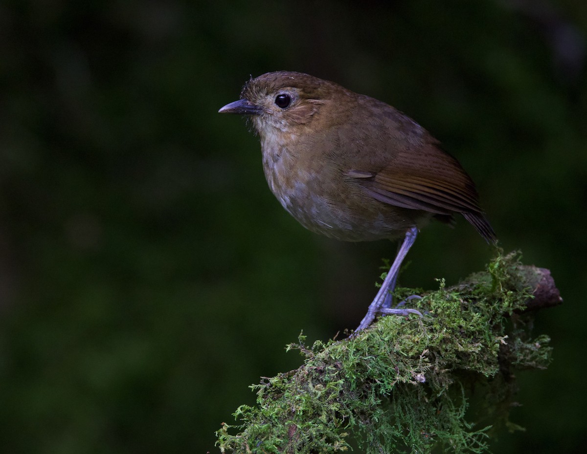 Brown-banded Antpitta - ML617071084