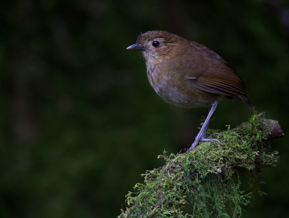 Brown-banded Antpitta - ML617071085