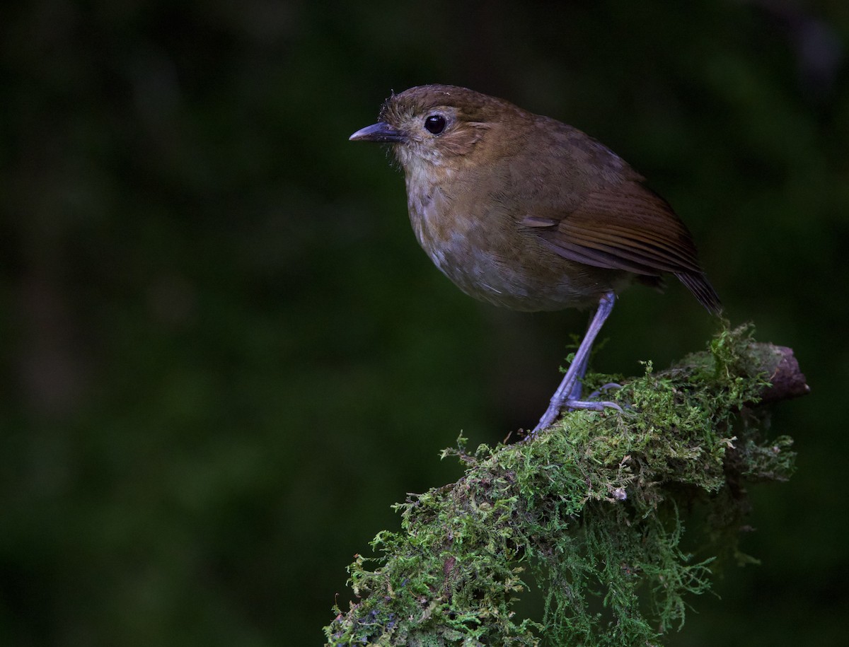 Brown-banded Antpitta - ML617071086