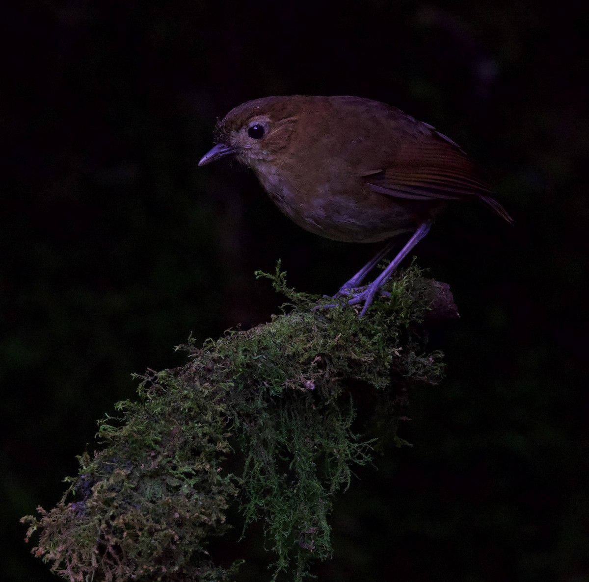 Brown-banded Antpitta - ML617071087
