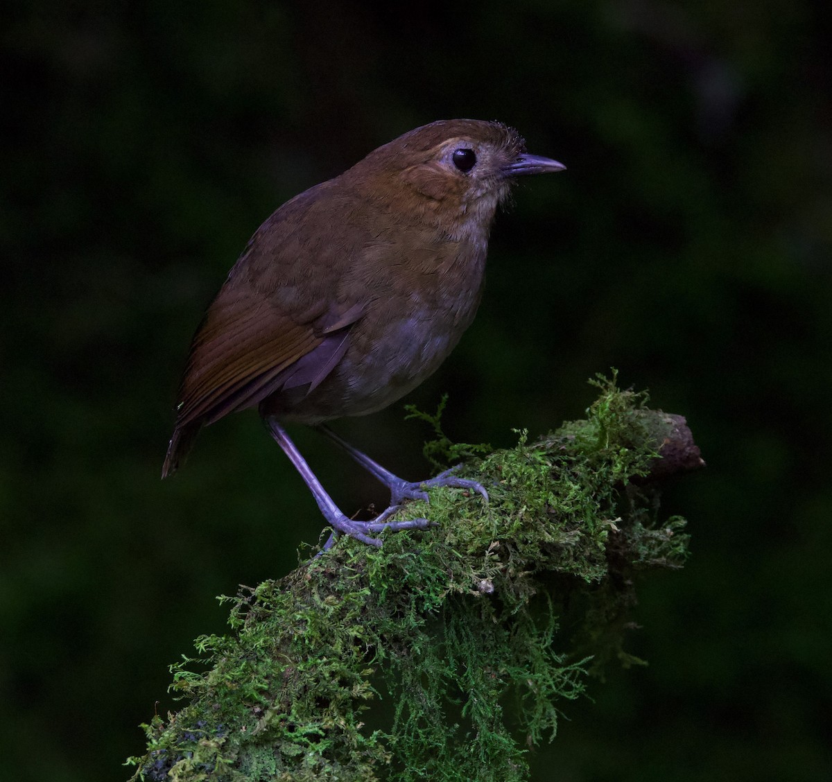 Brown-banded Antpitta - ML617071088