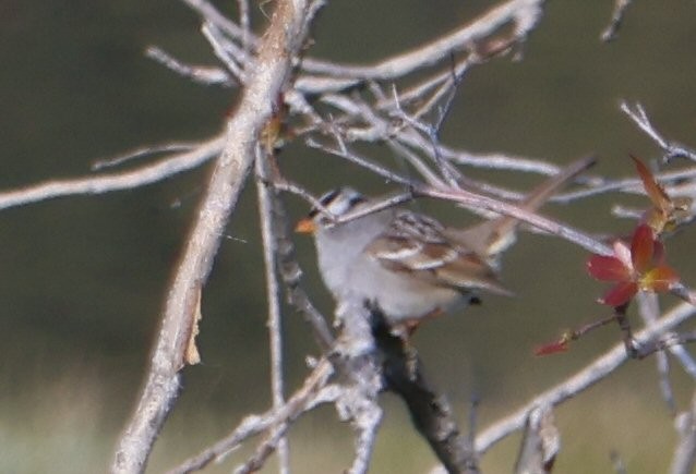 White-crowned Sparrow - ML617071095