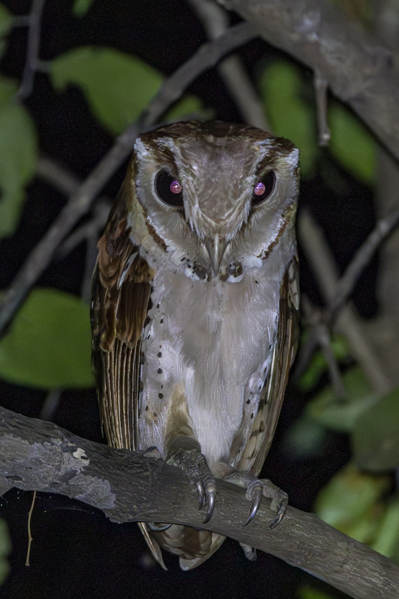 Oriental Bay-Owl - ML617071163