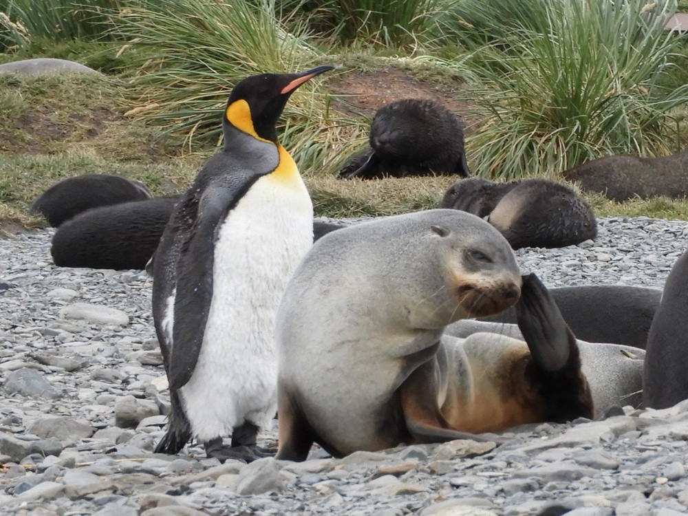 tučňák patagonský - ML617071445