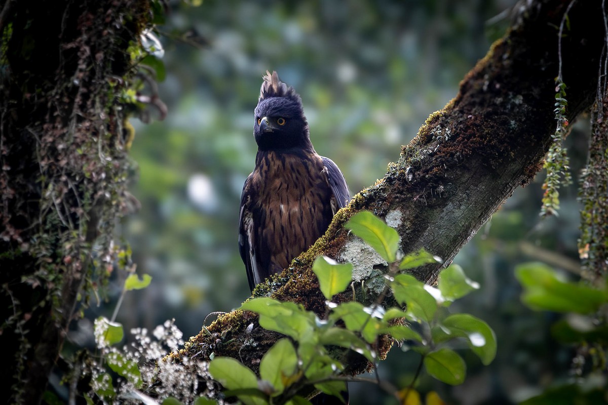 Black-and-chestnut Eagle - ML617071498