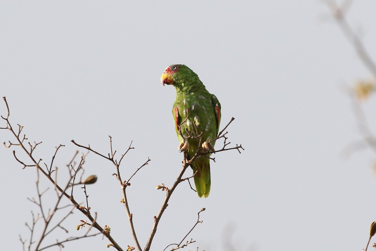 White-fronted Parrot - ML617071499