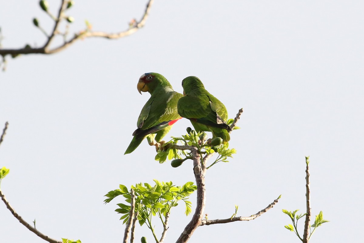 White-fronted Parrot - ML617071500