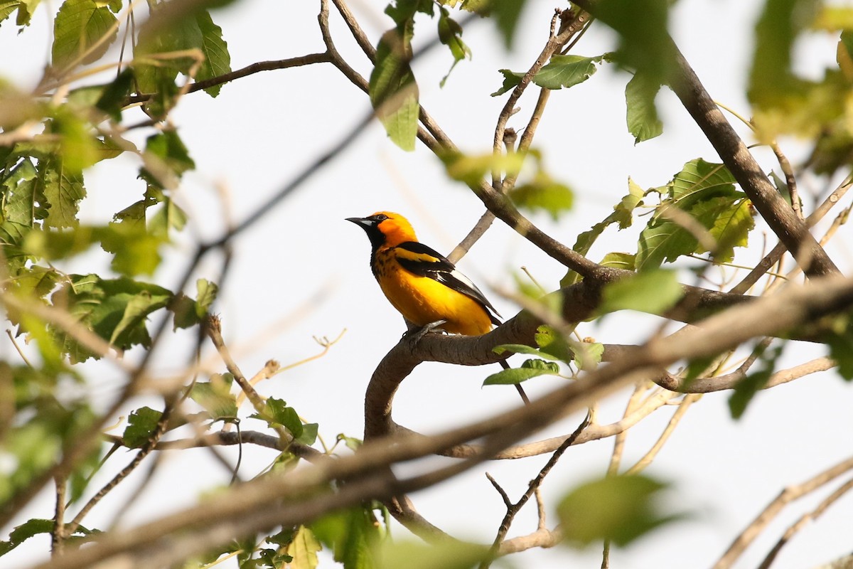 Spot-breasted Oriole - ML617071545