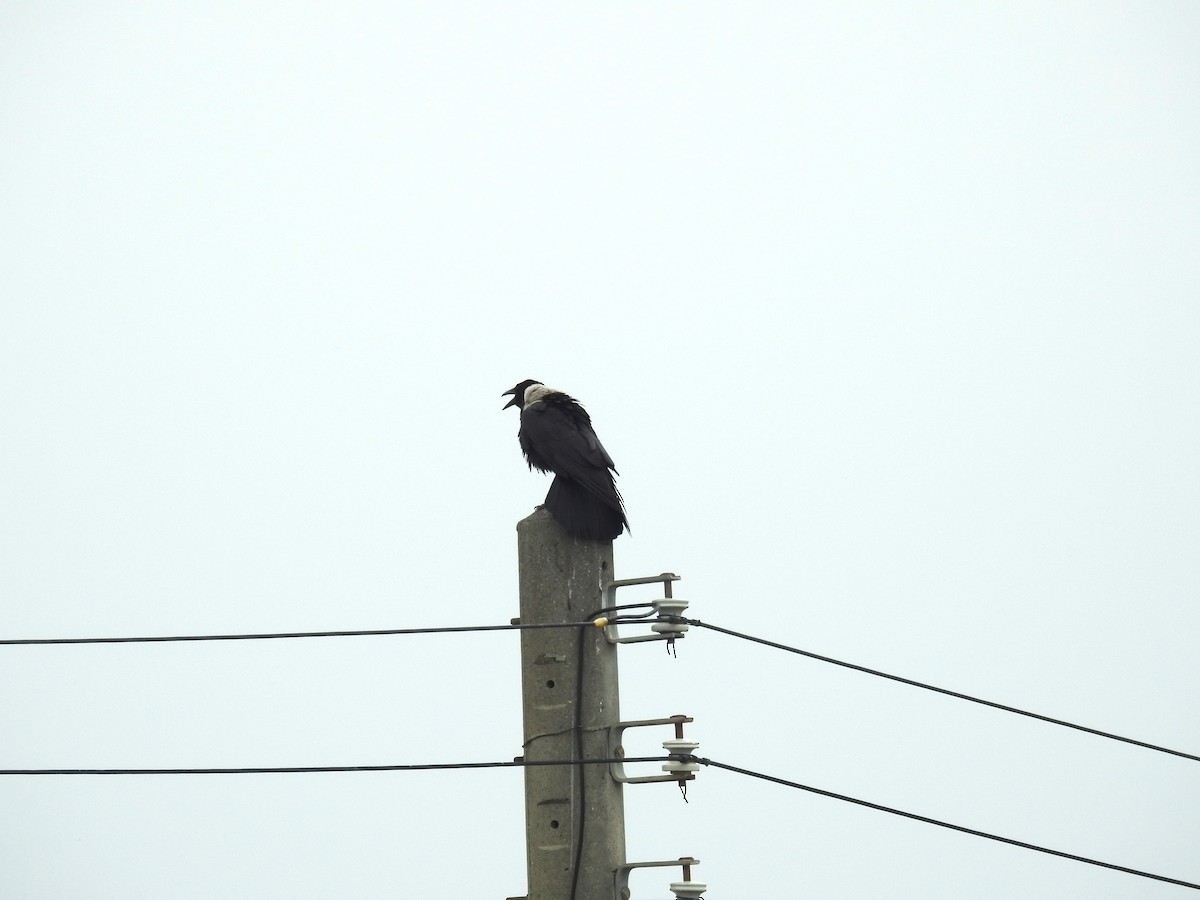 Collared Crow - ML617071579