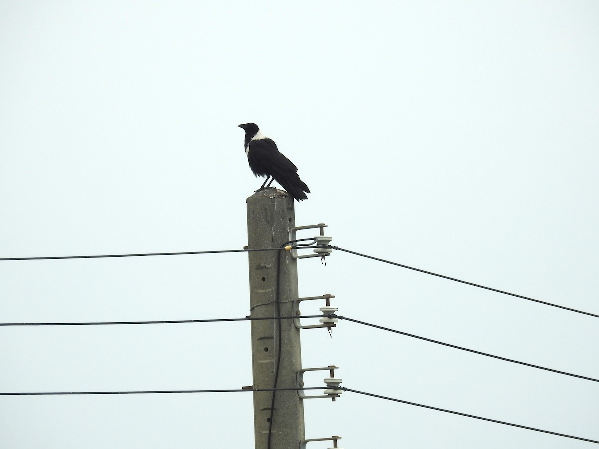 Collared Crow - ML617071581