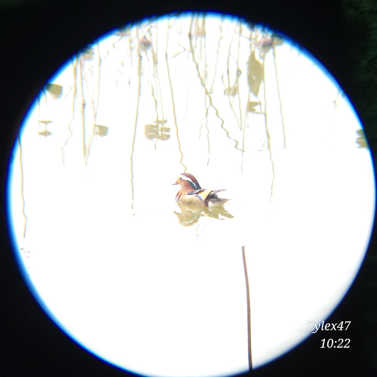 Ebird Checklist - 8 Apr 2024 - 용지(yongji Pond), Chonnam National 