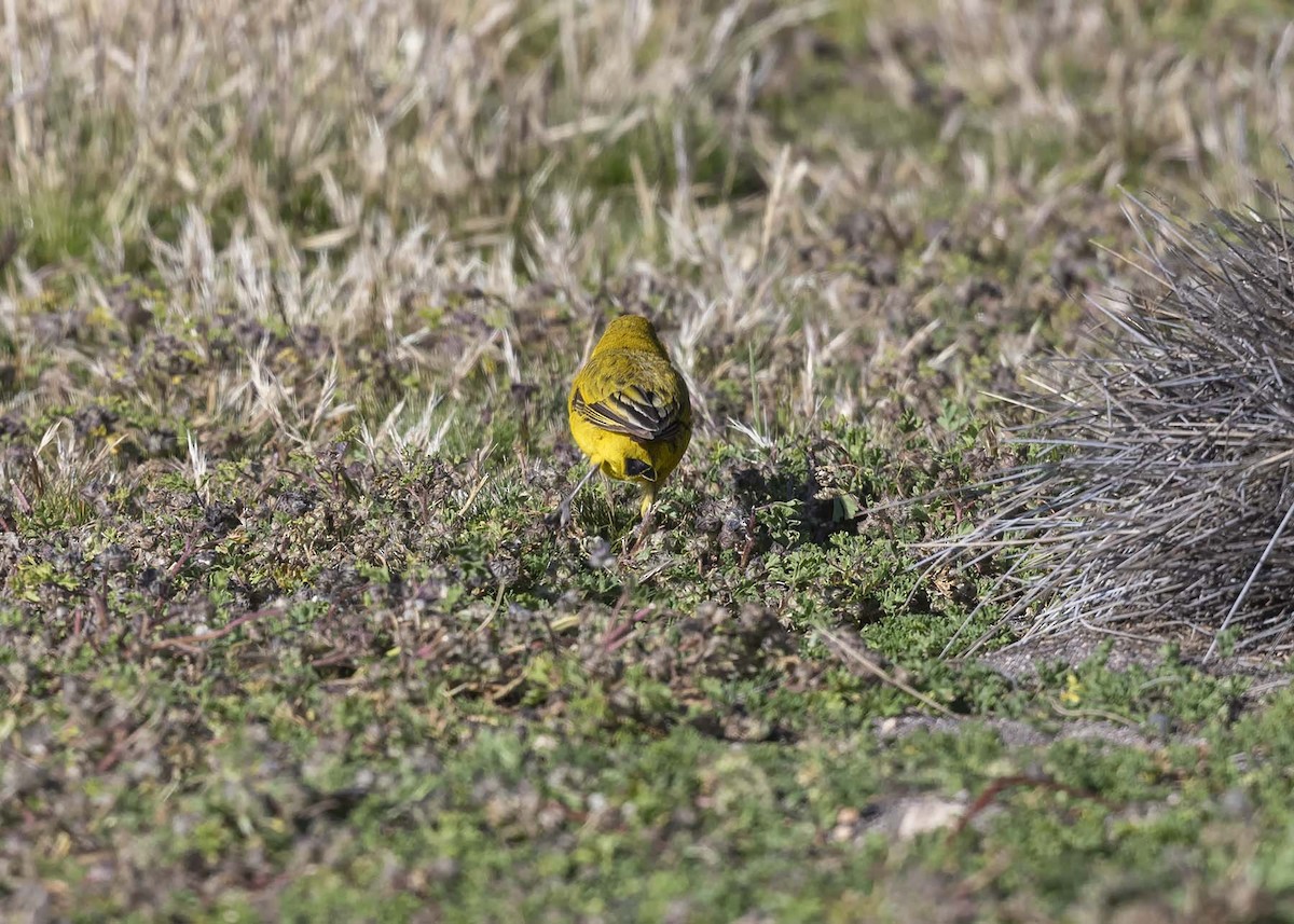 Puna Yellow-Finch - VERONICA ARAYA GARCIA