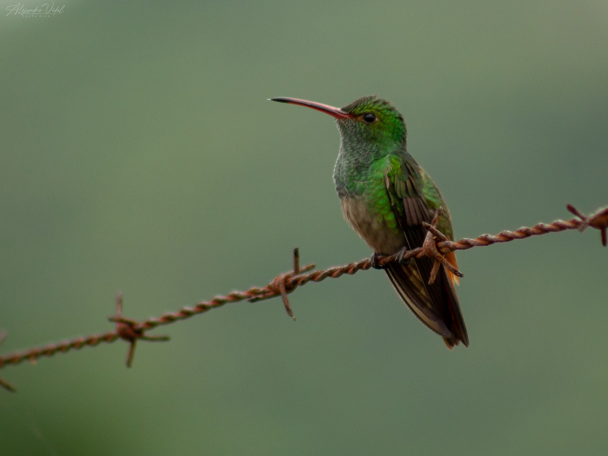 Rufous-tailed Hummingbird - ML617071858